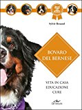 Bovaro bernese