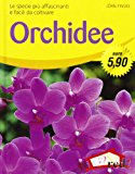 Orchidee